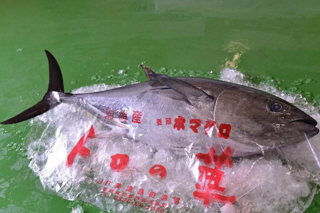 養殖本まぐろ トロの華 大トロ100ｇ 魚泉 株 桐谷商店 旅する久世福e商店