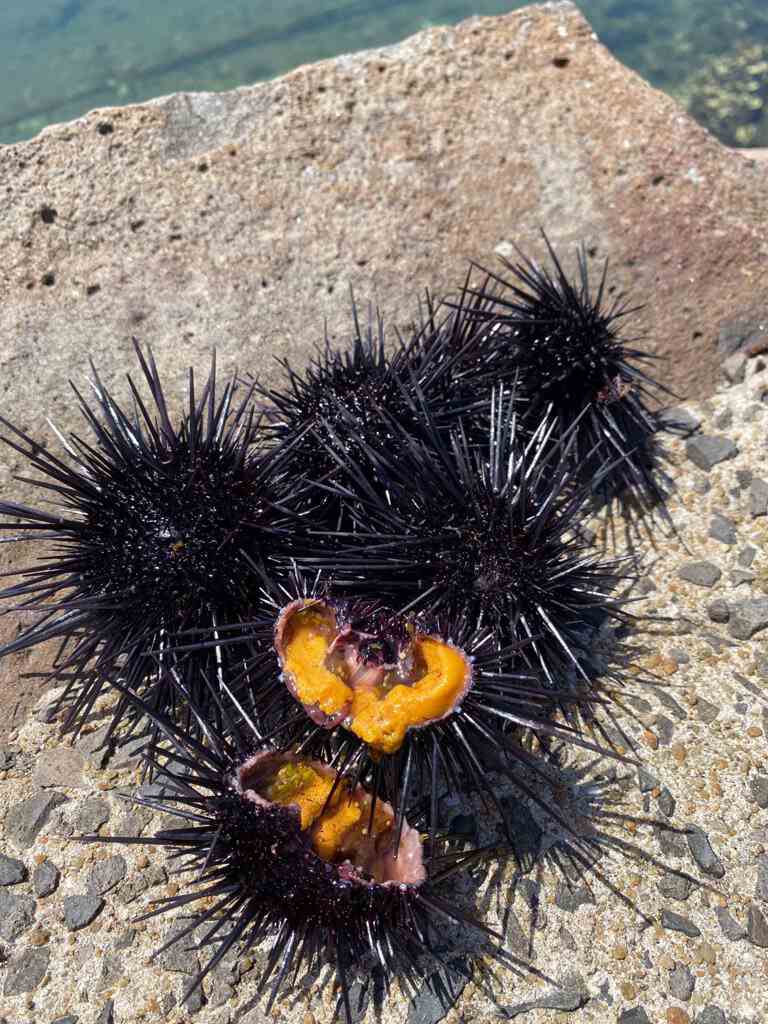 壱岐産 生うに ムラサキウニ メイリ キッチン 旅する久世福e商店