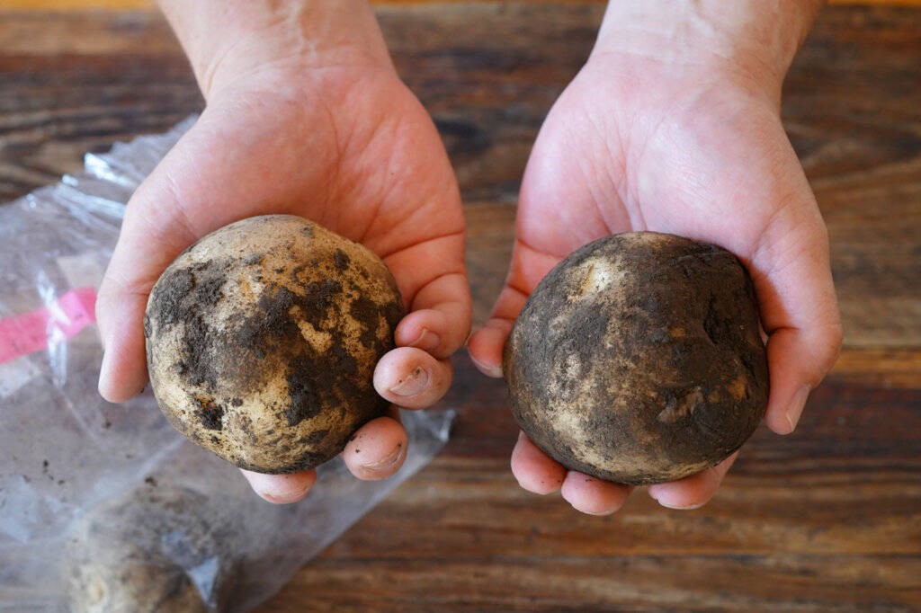 【産直商品】須田農場のこだわり新じゃがいも3種食べ比べセット 4.5kg【送料無料】【オンライン限定】
