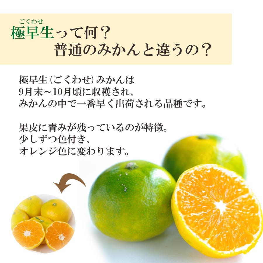 【産直商品】愛媛みかん ＜極早生＞ 秀品 5kg【送料込み/北海道・沖縄送料別途】【オンライン限定】