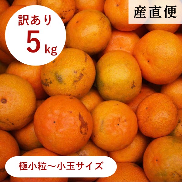 【産直商品】※予約受注　有田みかん 《訳あり・家庭用》こつぶちゃん 5kg（極小粒～小玉 3S～S）【送料込み/北海道・沖縄送料別途】【オンライン限定】