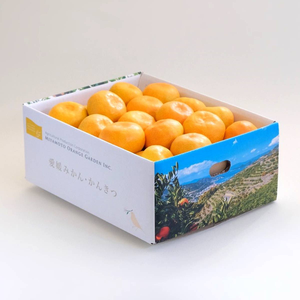 【産直商品】愛媛みかん ＜極早生＞ 秀品 5kg【送料込み/北海道・沖縄送料別途】【オンライン限定】