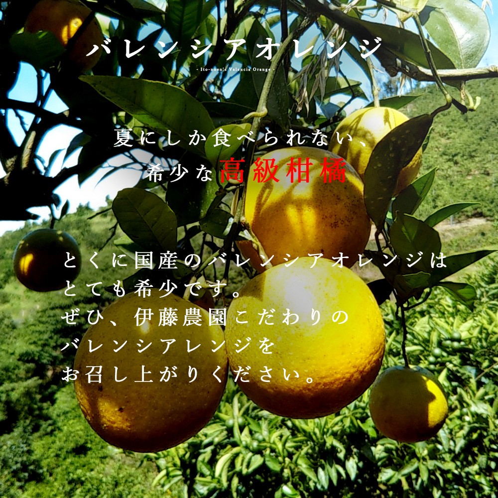 【産直商品】【夏季限定】バレンシアオレンジ【家庭用(訳あり)】10kg【送料込み/北海道・沖縄送料別途】【オンライン限定】 