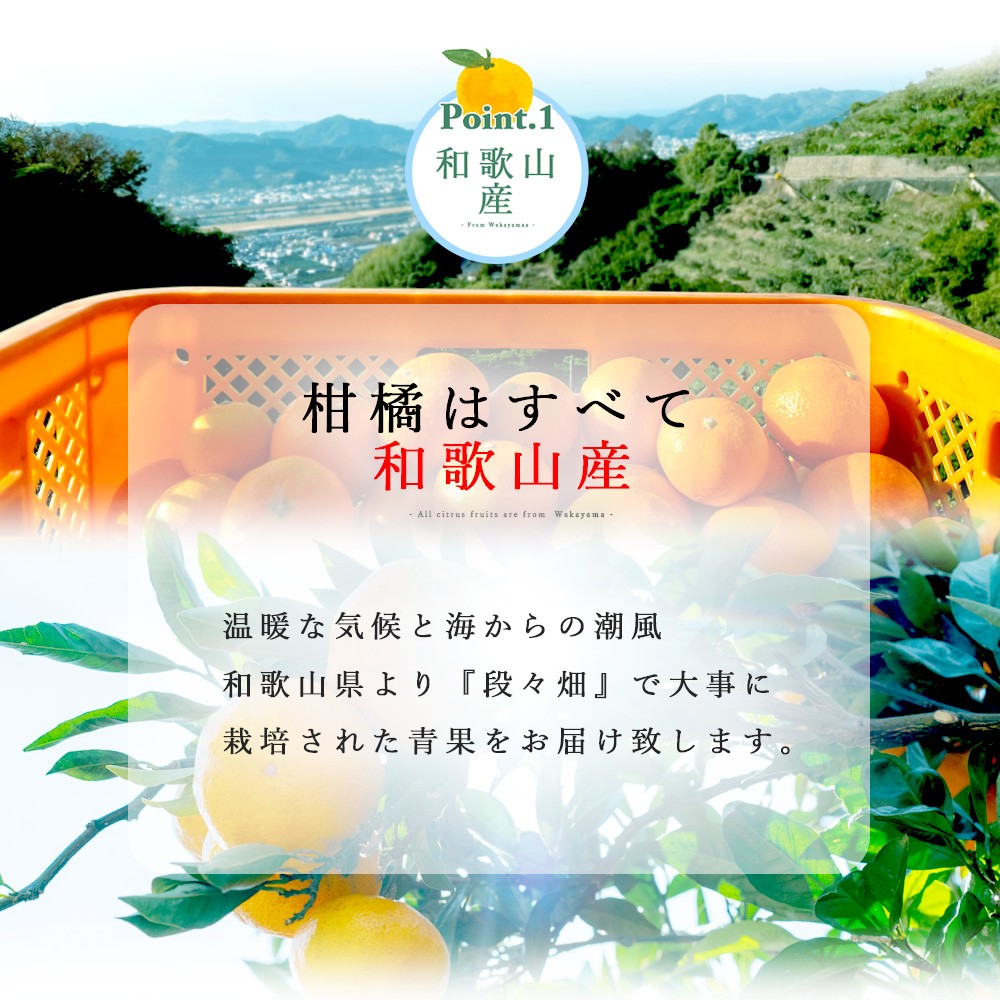 【産直商品】【夏季限定】バレンシアオレンジ【家庭用(訳あり)】2.5kg【送料込み/北海道・沖縄送料別途】【オンライン限定】 