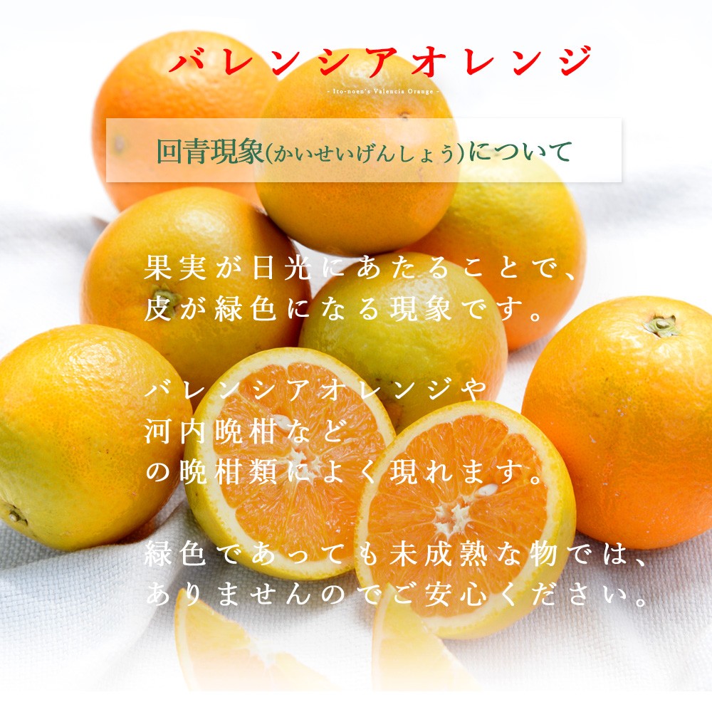 【産直商品】【夏季限定】バレンシアオレンジ【家庭用(訳あり)】2.5kg【送料込み/北海道・沖縄送料別途】【オンライン限定】 