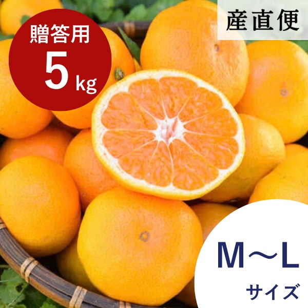 【産直商品】※予約受注　有田みかん《 贈答用・特選品》5kg（M～Lサイズ）【送料込み/北海道・沖縄送料別途】【オンライン限定】