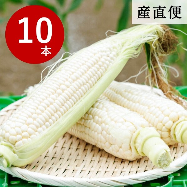 【産直商品】※予約受注【夏の市限定】旬のとれたてホワイトコーン 10本【星付きレストラン出荷同等品】【送料無料】【オンライン限定】