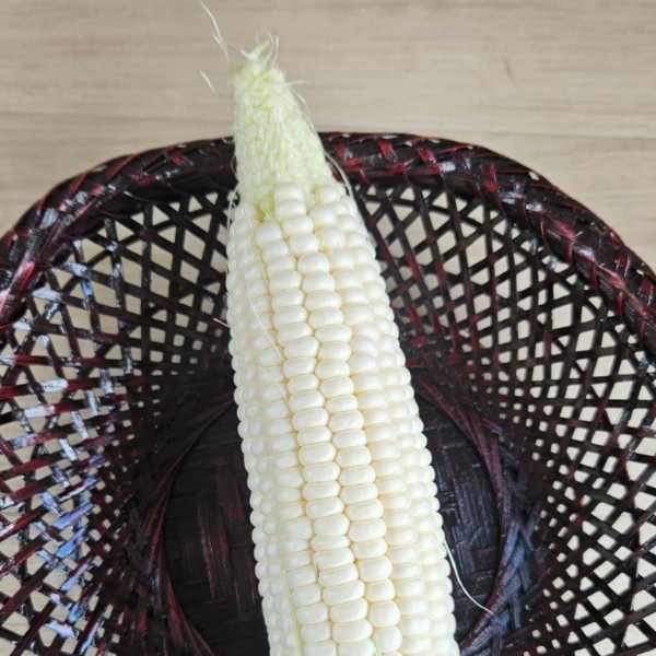 【産直商品】【夏の市限定】＜訳あり＞旬のとれたてホワイトコーン「雪の妖精」10本【送料込み】【オンライン限定】