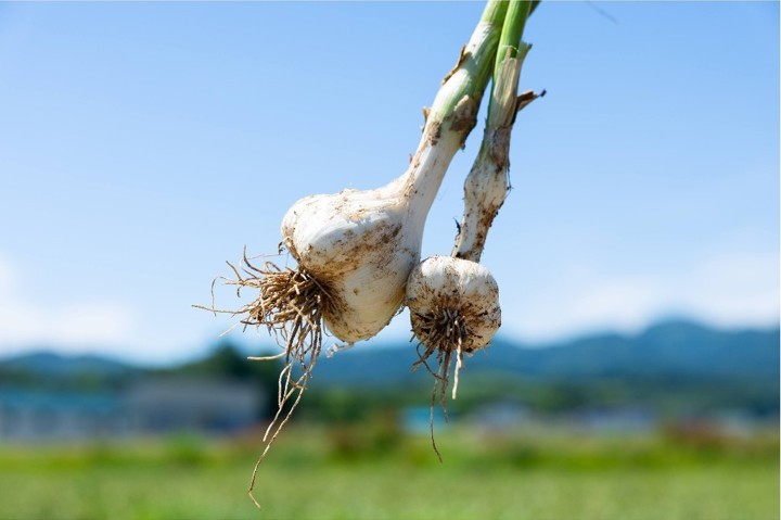 【産直商品】【夏の市限定】＜北海道浦臼町産＞にんにく＋夏野菜セット【送料込】【オンライン限定】