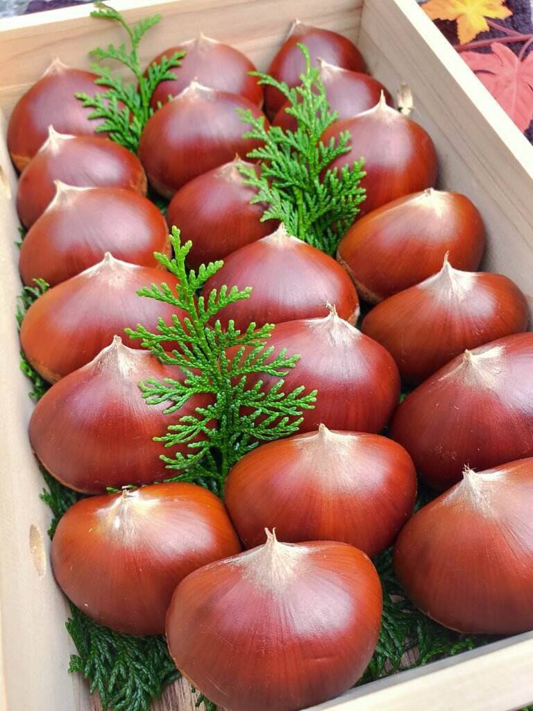 【産直商品】※予約販売　愛媛県産３Lサイズの大きな生栗　約1kg〈20~25粒〉【送料込み】【オンライン限定】