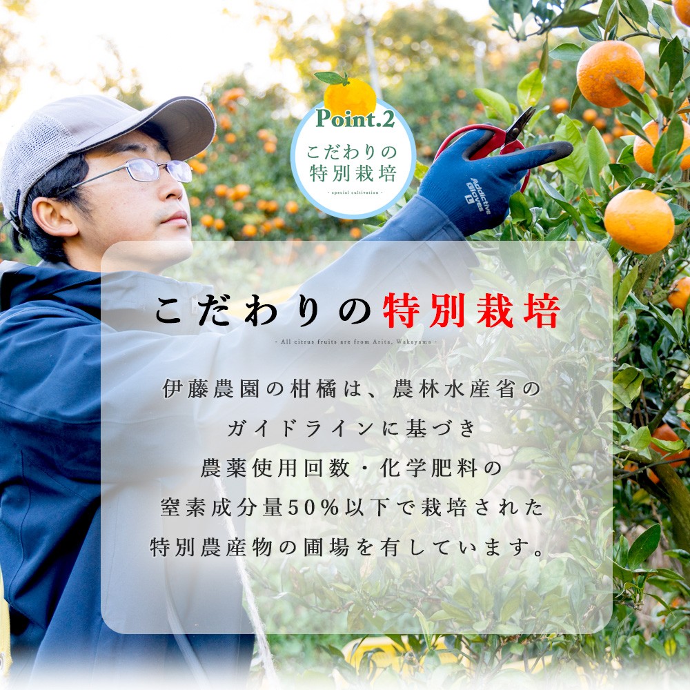 【産直商品】【夏季限定】バレンシアオレンジ【家庭用(訳あり)】2.5kg【送料込み/北海道・沖縄送料別途】【オンライン限定】 
