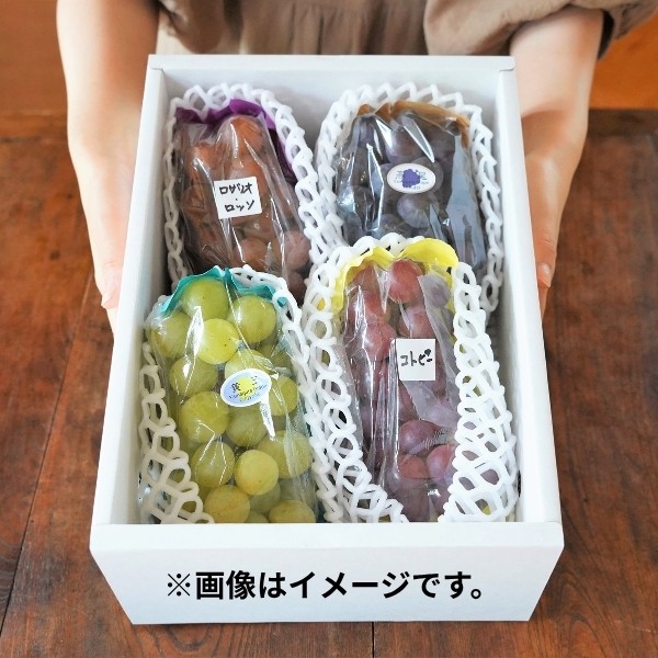【産直商品】※予約受注　大野農園のぶどう3～5種詰め合わせ1.8kg（3~5房）【オンライン限定】