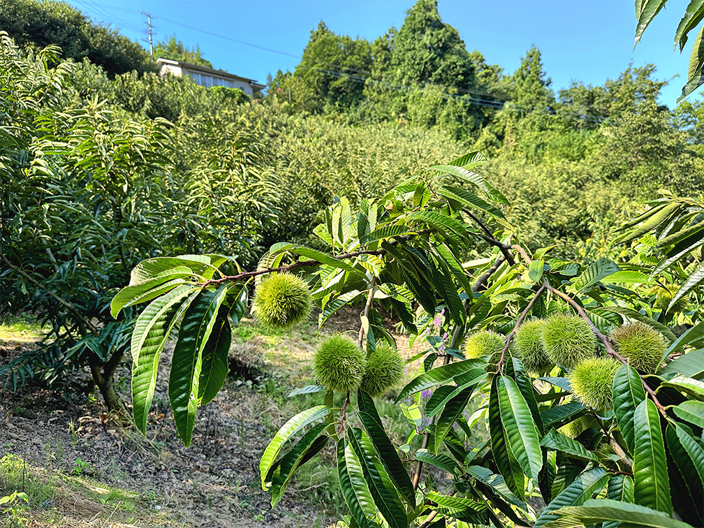 【産直商品】※予約販売　愛媛県産３Lサイズの大きな生栗　約1kg〈20~25粒〉【送料込み】【オンライン限定】