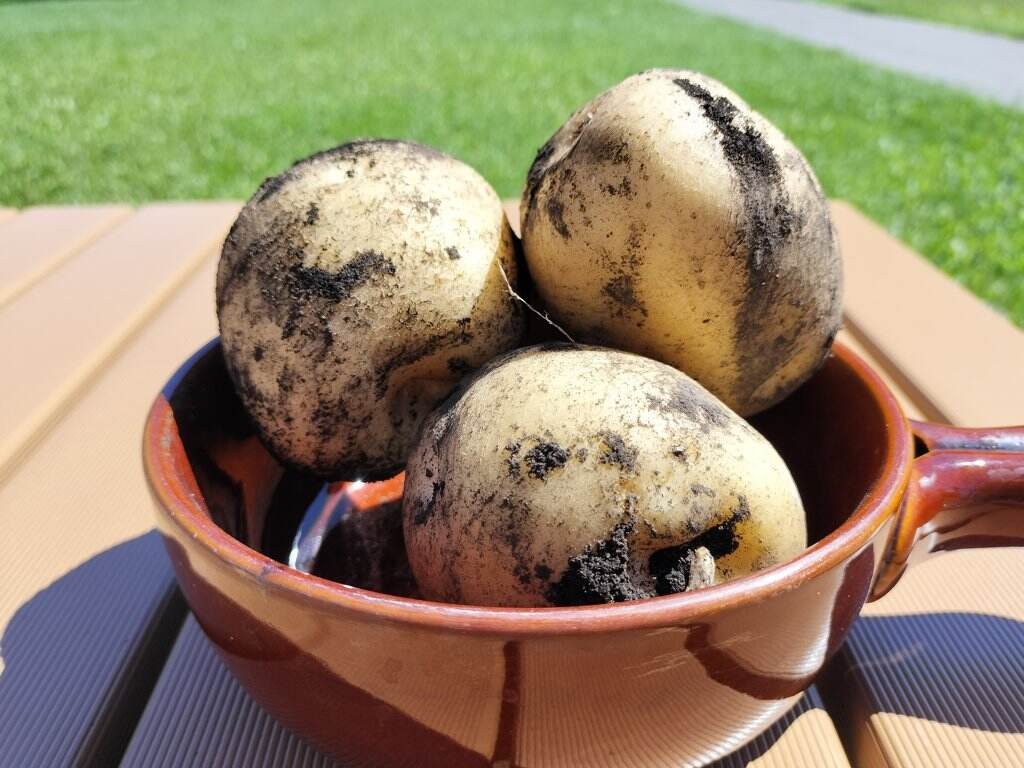 【産直商品】須田農場のこだわり新じゃがいも3種食べ比べセット 4.5kg【送料無料】【オンライン限定】