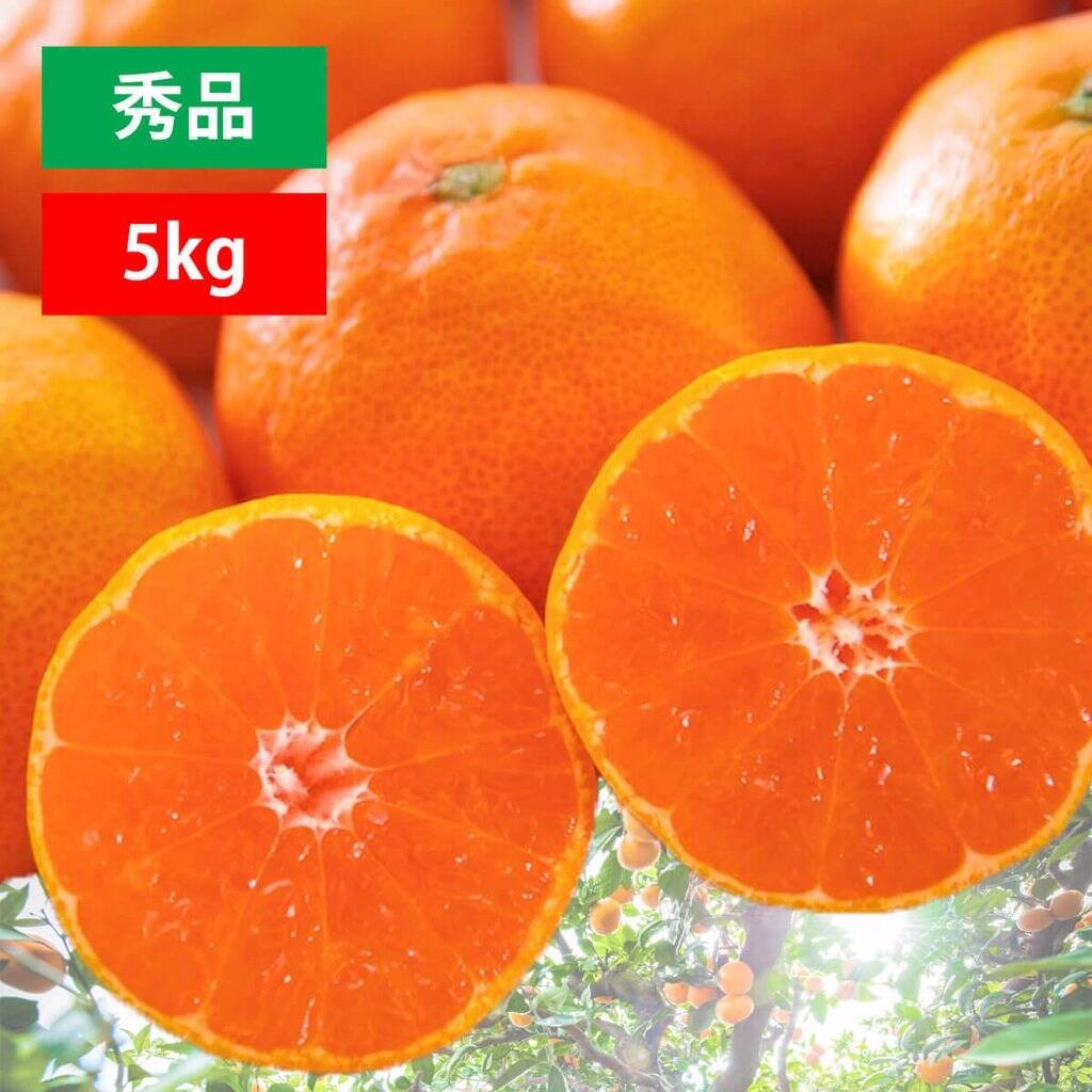 【産直商品】※予約受注　愛媛みかん 秀品 5kg 【送料込み/北海道・沖縄送料別途】【オンライン限定】