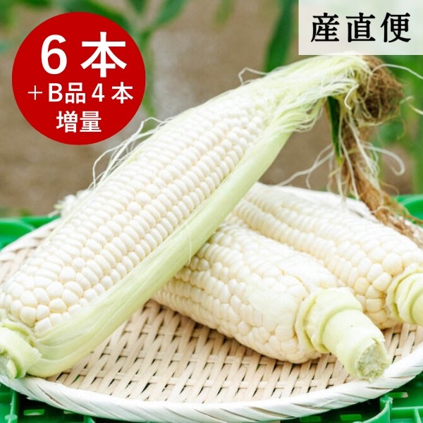 【産直商品】※予約受注【夏の市限定】旬のとれたてホワイトコーン6本＋B品4本増量！【送料無料】【オンライン限定】
