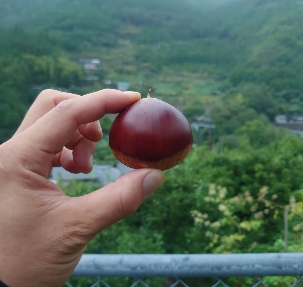 【産直商品】※予約限定販売　愛媛県産３Lサイズの大きな生栗 約２kg〈40~50粒〉【送料込み】【オンライン限定】