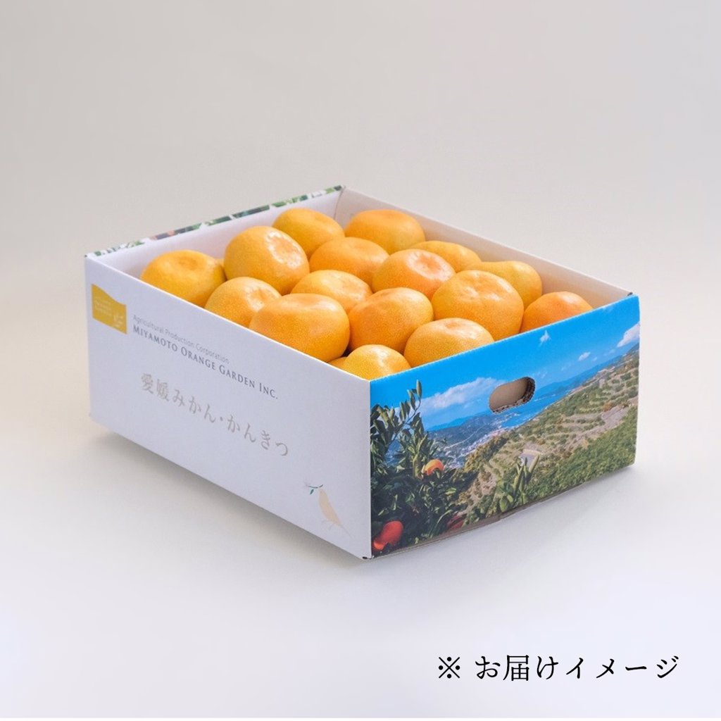 【産直商品】※予約受注　愛媛みかん 秀品 5kg 【送料込み/北海道・沖縄送料別途】【オンライン限定】