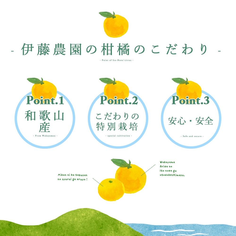 【産直商品】【夏季限定】バレンシアオレンジ【家庭用(訳あり)】2.5kg【送料込み/北海道・沖縄送料別途】【オンライン限定】 