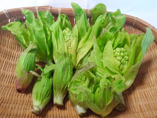 ★おいしい野菜研究室 【秋田県産】 天然ふきのとう 30パック ☆おいしい野菜研究室様 専用 【秋田県産】 天然ふきのとう 30パック