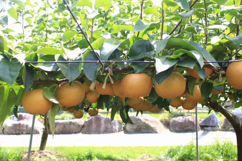 茨城県「梨づくり本舗 みやび」の果汁溢れる大玉梨！予約開始しました