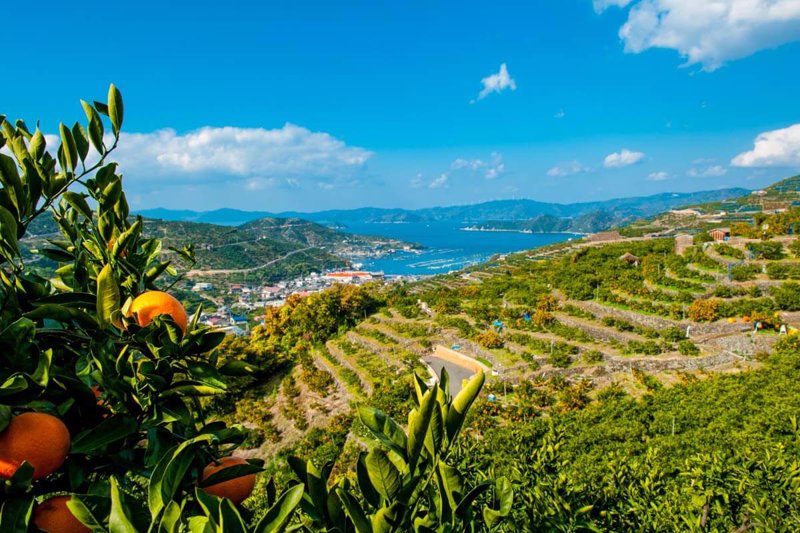 愛媛限定栽培】まるでゼリー！ぷるっぷるのとろける柑橘