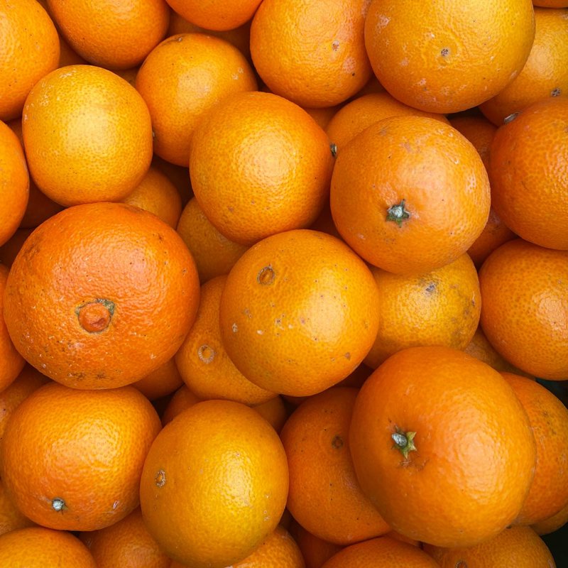 愛媛限定栽培】まるでゼリー！ぷるっぷるのとろける柑橘