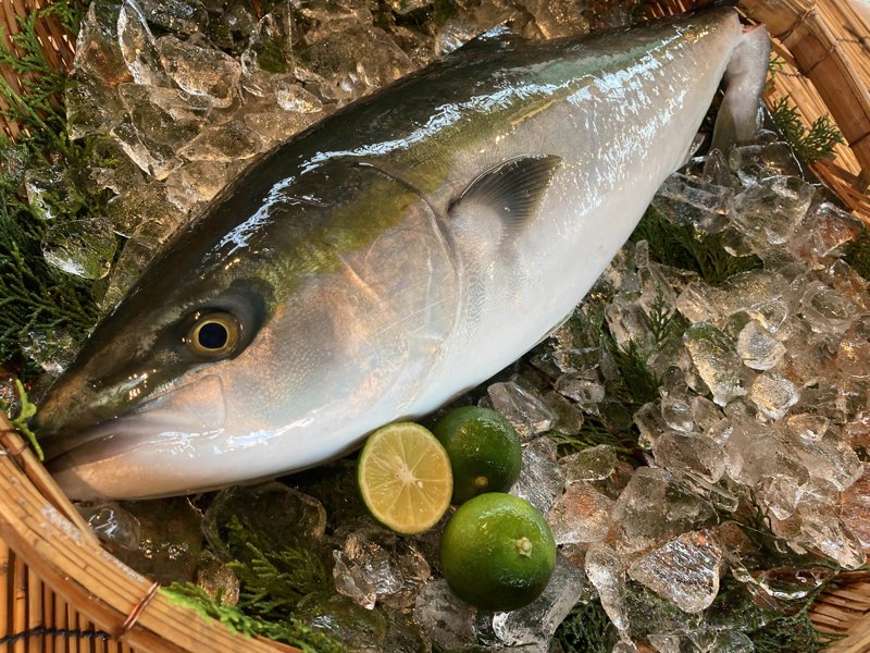 ふりふりページとなります。 ☆年末特別販売☆徳島県産ブランド養殖鰤「すだちぶり」3.5kgサイズの