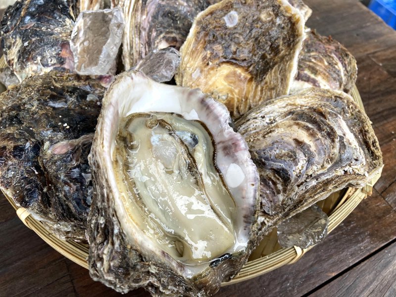 岩牡蠣販売中！】今年もやります！「徳島県産天然岩牡蠣」を販売